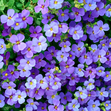 Aubriète bleue - Aubrieta Cascade Blue