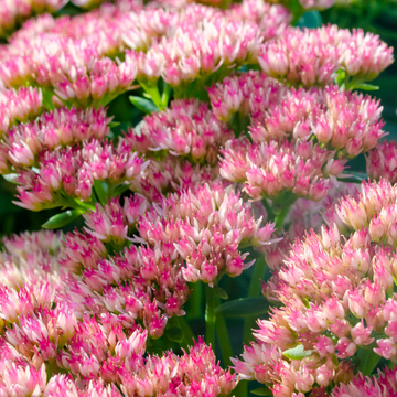 Orpin remarquable 'Brilliant' - Sedum spectabile 'Brillant'