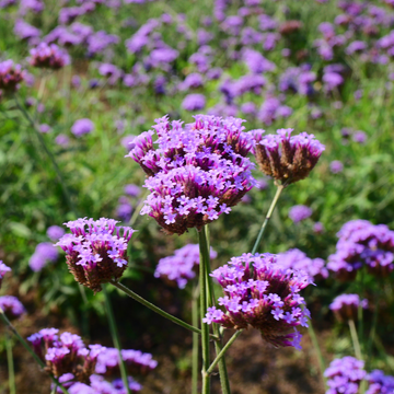 Verveine de Buenos Aires 'Lollipop' - Verbena bonariensis 'Lollipop'