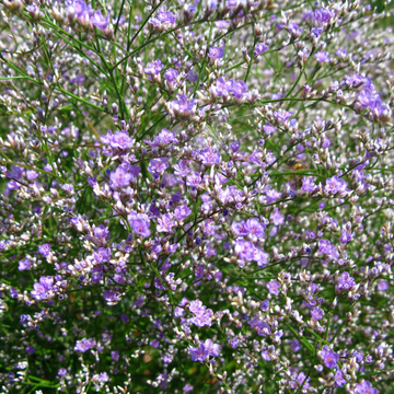 Statice - Limonium latifolium