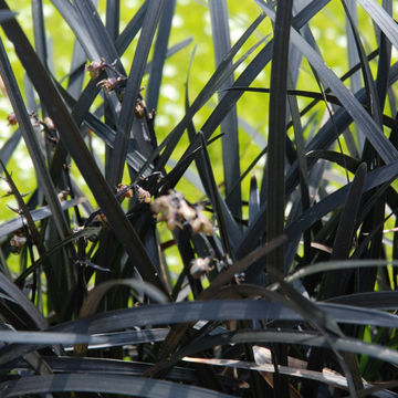 Barbe de serpent 'Niger' - Ophiopogon planiscapus 'Niger'