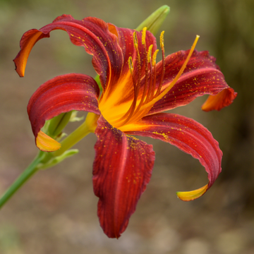 Lis d'un jour, Hémérocalle 'Crimson Pirate' - Hemerocallis 'Crimson Pirate'