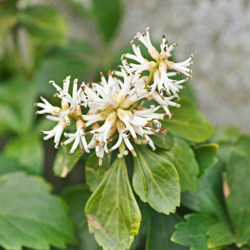 Pachysandra terminalis - Pachysandra terminalis