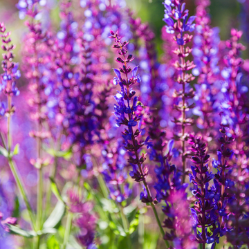 Sauge nemorosa 'Caradonna' - Salvia nemorosa 'Caradonna'