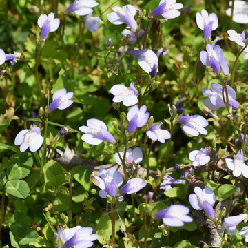 Mazus reptans alba - Mazus reptans alba