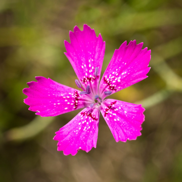 Œillet à delta, œillet couché 'Rosea' - Dianthus deltoides 'Rosea'