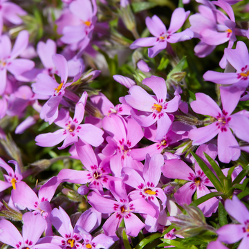Phlox mousse 'Bonita Pink' - Phlox subulata 'Bonita Pink'