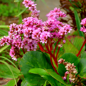 Bergénia 'Abendglut' - Bergenia 'Abendglut'