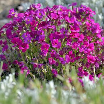 Aubriete rouge - Aubrieta cascade red