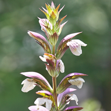 Acanthe mollis - Acanthus mollis