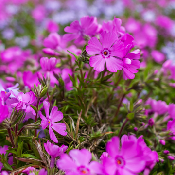Phlox mousse 'Drummond's pink' - Phlox subulata 'Drummond's pink'