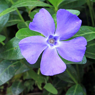 Vinca minor blue - Petite pervenche bleue à petites feuilles