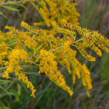Verge d'or du Canada - Solidago canadensis