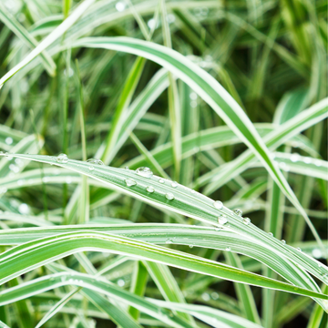 Laîche japonaise 'Ice Dance' - Carex morrowii 'Ice Dance'