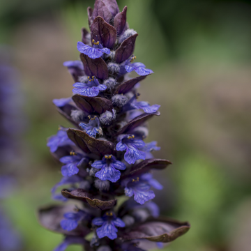 Bugle rampant 'Black Scallop' - Ajuga reptans 'Black Scallop'