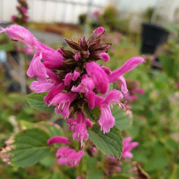 Sauge à petites feuilles 'Cerro Potosi' - Salvia microphylla 'Cera Potosi'