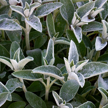 Oreille de lapin - Stachys lanata