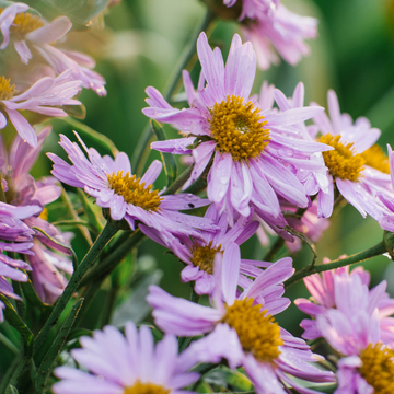 Aster des Alpes 'Happy End' - Aster alpinus 'Happy End'