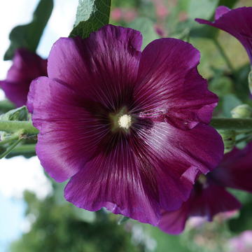 Rose trémière 'Pleniflora Violet' - Alcea rosea 'Pleniflora Violet'
