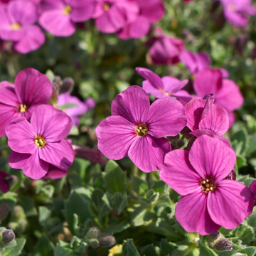 Aubriète rose - Aubrieta cascade pink