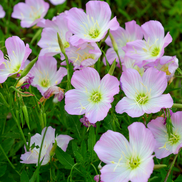 Onagre rose - Oenothera speciosa
