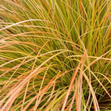 Laîche orange 'Prairie Fire' - Carex testacea 'Prairie Fire'