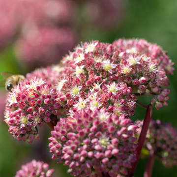 Orpin pourpre 'Autumn Joy' - Sedum telephium 'Autumn Joy'