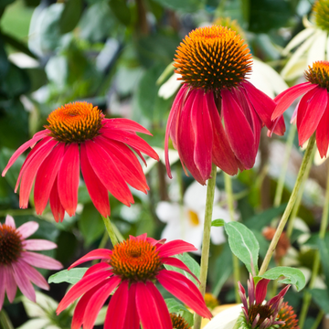 Rudbeckia pourpre 'Cheyenne Spirit' - Echinacea purpurea 'Cheyenne Spirit'