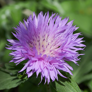 Stokesia laevis 'Blue Star' - Stokesia laevis 'Blue Star'