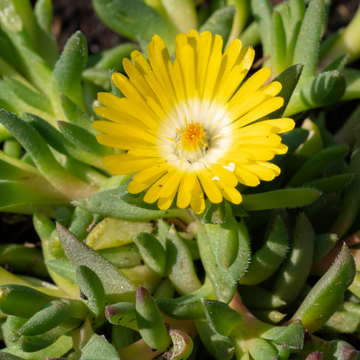 Delosperma nubigenum - Delosperma nubigenum