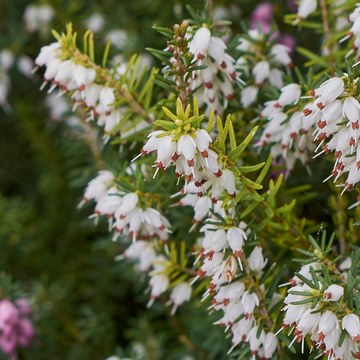 Bruyère des neiges 'White Glow' - Erica darleyensis 'White Glow'