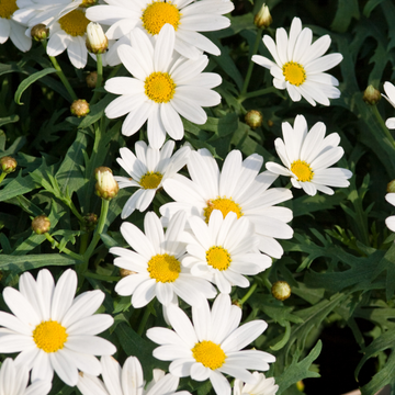 Marguerite 'Silver Princess' - Leucanthemum superbum 'Silver Princess'