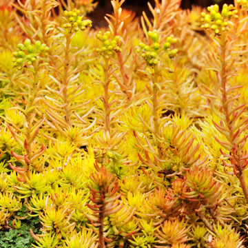 Orpin réfléchi 'Aurea' - Sedum rupestre 'Aurea'