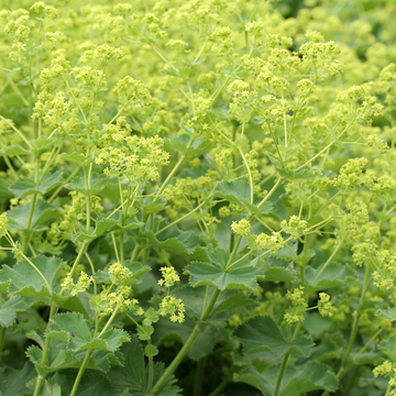 Alchemille commune - Alchemilla mollis