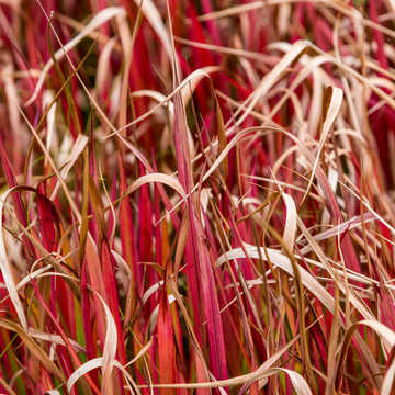 Imperata cylindrica 'Red Baron' - Imperata cylindrica 'Red Baron'