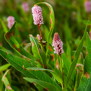 Renouée 'Superbum' - Polygonum affine 'Superbum'