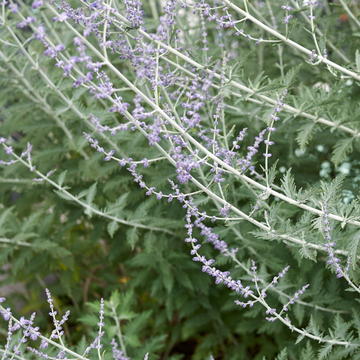Sauge d'Afghanistan 'Blue Steel' - Perovskia atriplicifolia 'Blue Steel'
