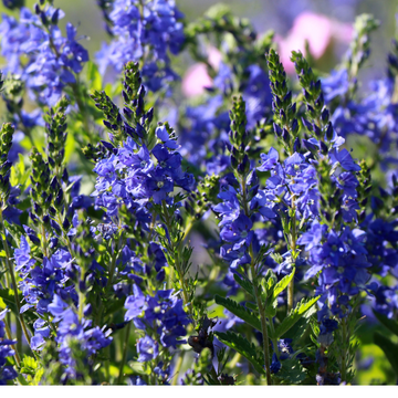 Véronique d'Autriche 'Royal Blue' - Veronica teucrium 'Royal Blue'