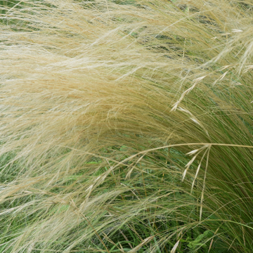 Stipa tenuissima 'Pony Tails' - Stipa tenuissima 'Pony Tails'