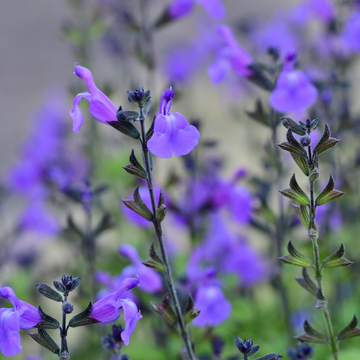 Sauge 'Violette' - Salvia microphylla 'Violette'
