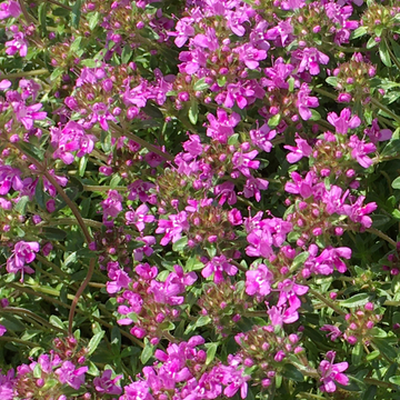 Thym serpolet 'Coccineus' - Thymus serpyllum 'Coccineus'