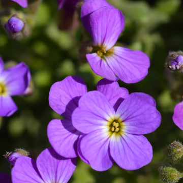 Aubriete violette - Aubrieta cascade violette