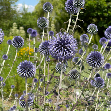 Chardon boule - Echinops ritro