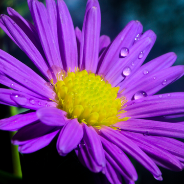 Aster nain 'Augenweide' - Aster dumosus 'Augenweide'