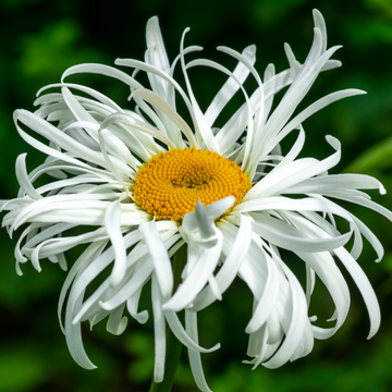 Marguerite 'Crazy Daisy' - Leucanthemum superbum 'Crazy Daisy'