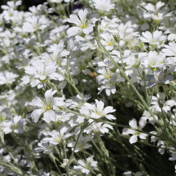 Cerastium tomentosum 'Yoyo' - Cerastium tomentosum 'Yoyo'