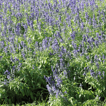 Lavande vraie 'Hidcote' - Lavandula angustifolia 'Hidcote'