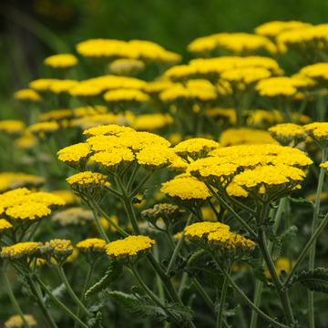 Achillée 'Gold Plate' - Achillea filipendulina 'Gold Plate'