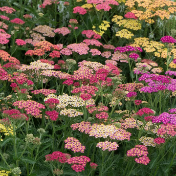 Achillée millefeuilles 'Colorado'  - Achillea millefolium 'colorado'