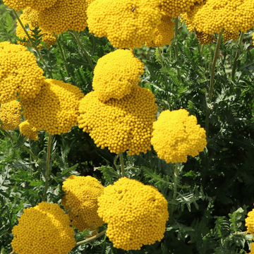 Achillée 'Gold Plate' - Achillea filipendulina 'Gold Plate'